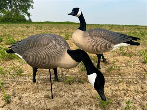 buy cheap canada goose decoys